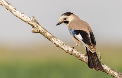 Eurasian Jay