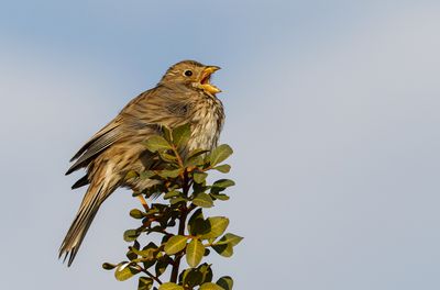 Corn Bunting
