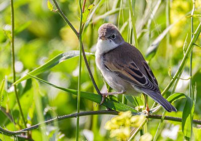 Whitethroat