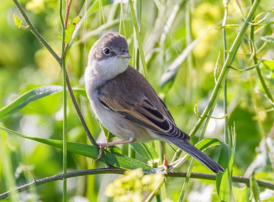 Whitethroat - Sylvia commmunis - סבכי קוצים