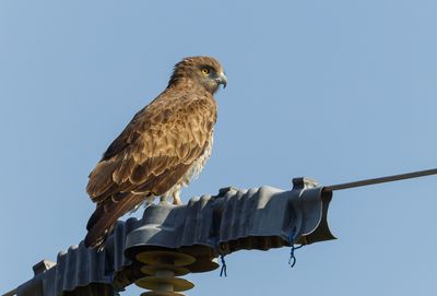 Short Toed Eagle
