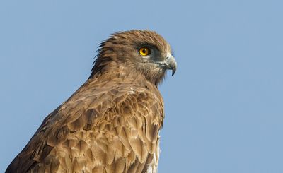 Short Toed Eagle