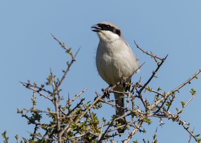 Great-gray Shrike