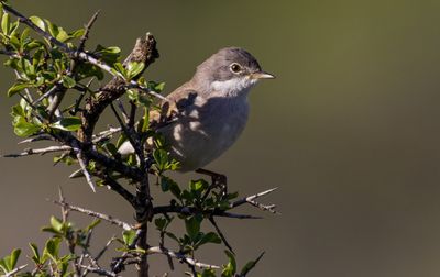 Whitethroat - Sylvia commmunis - סבכי קוצים