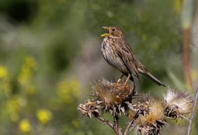Corn Bunting
