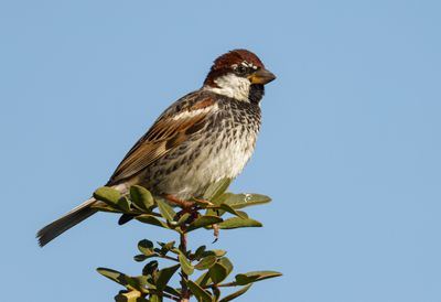 Spanish Sparrow דרור ספרדי