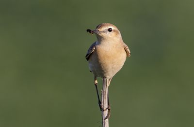 Isabelline Wheatear- סלעית ערבות