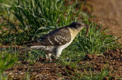 Great Spotted Cuckoo