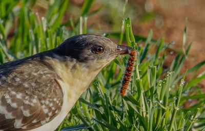 Great Spotted Cuckoo   קוקיה מצוייצת