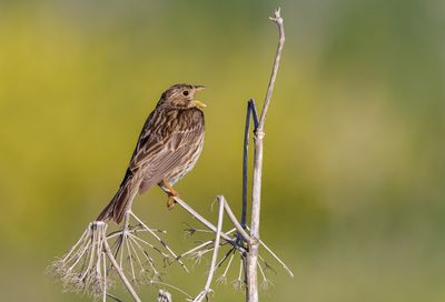 Corn Bunting