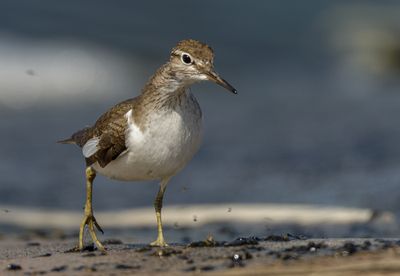 Common Sandpiper