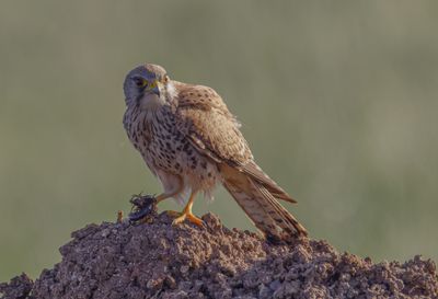 Common Kestrel