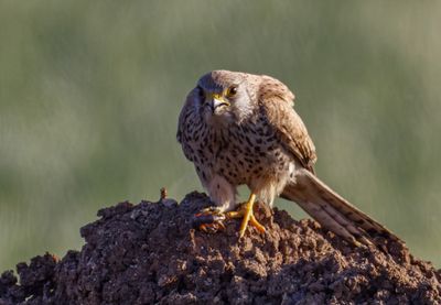Common Kestrel