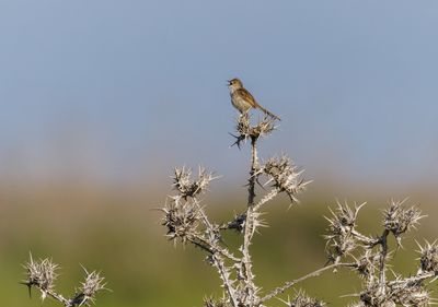Graceful Prinia