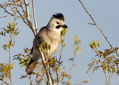 Eurasian Jay