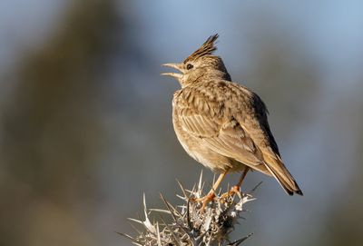 Crested Lark