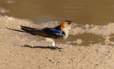 Red-rumped Swallow