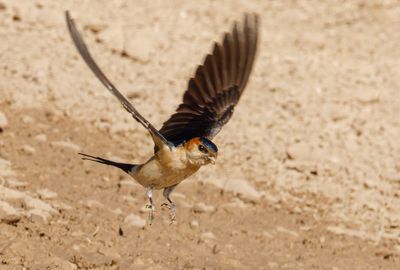Red-rumped Swallow