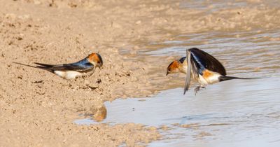 Red-rumped Swallow