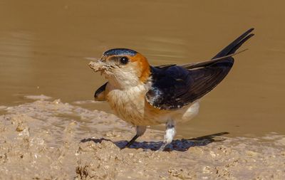 Red-rumped Swallow