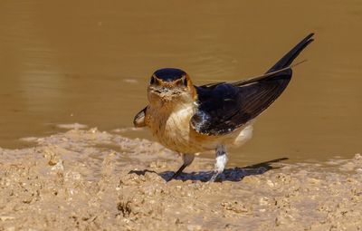 Red-rumped Swallow