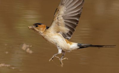 Red-rumped Swallow