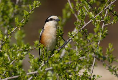 Masked Shrike