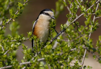 Masked Shrike