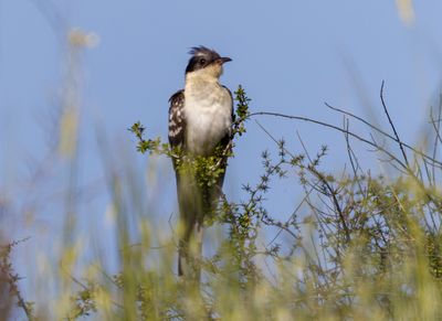 Great Spotted Cuckoo