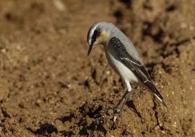Northern Wheatear