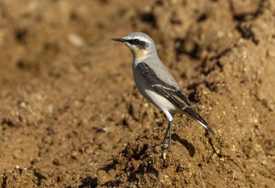 Northern Wheatear