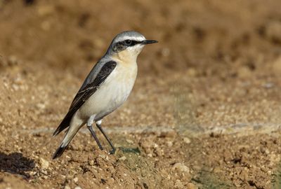 Northern Wheatear