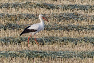 White Stork