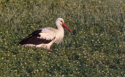 White Stork