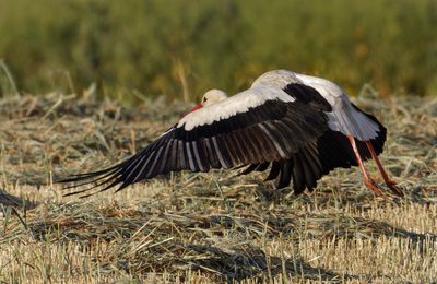 White Stork