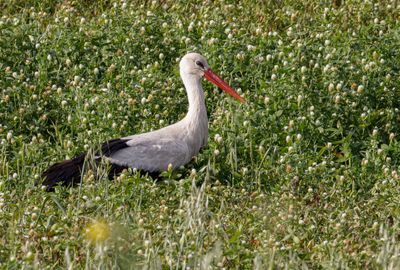 White Stork