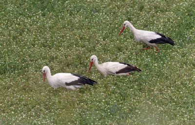 White Stork