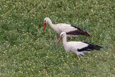 White Stork