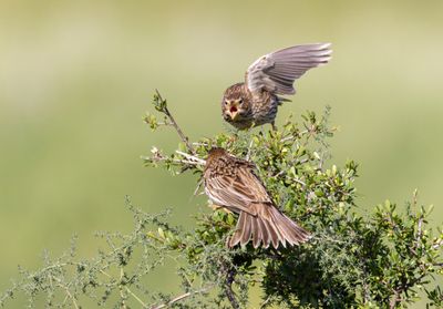 Corn Bunting