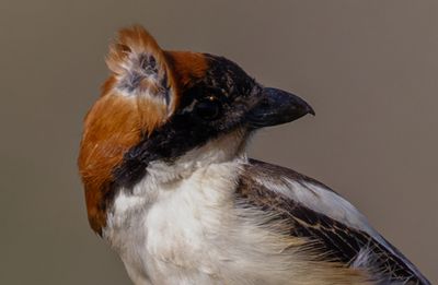Woodchat Shrike