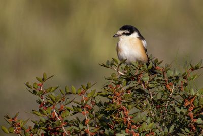 Masked Shrike