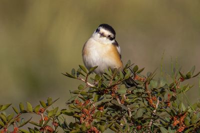 Masked Shrike