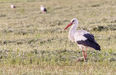 White Stork