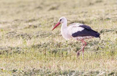 White Stork