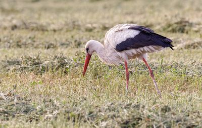 White Stork