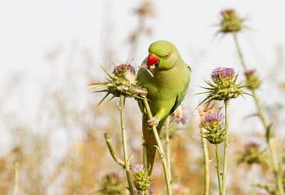 Rose-ringed Parakeet