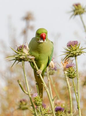 Rose-ringed Parakeet