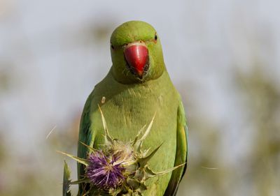 Rose-ringed Parakeet