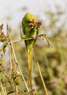 Rose-ringed Parakeet