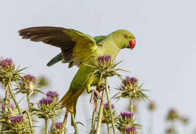 Rose-ringed Parakeet